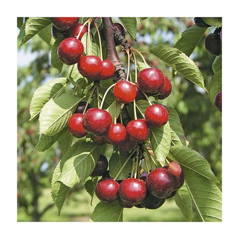 4 5ft Hartland Patio Cherry Tree Gisela 5 Semi Dwarfing Rootstock 45l Pot Cheap Fruit