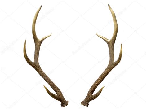 A Pair Of Deer Antlers Stock Photo By ©taimenfree 105184030