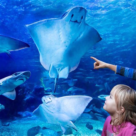 Aquadom And Sea Life Berlin All You Need To Know Before You Go
