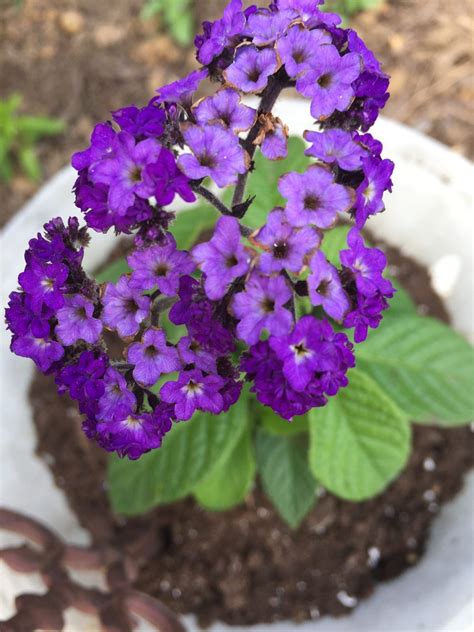 Birthday bouquets, romantic roses, get well posies, just because 15 Best Smelling Houseplants To Perfume Your Home ...