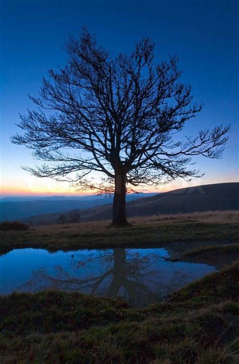 Lonely Autumn Naked Tree On Night Mountain Hill Top In Last Sunset