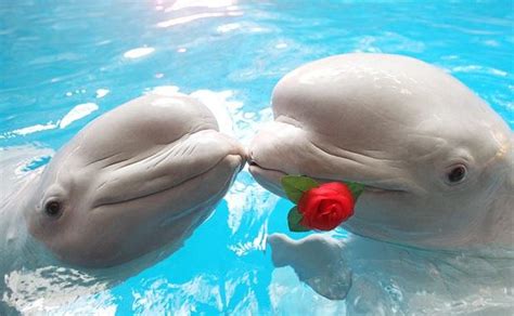 beluga whales kissing