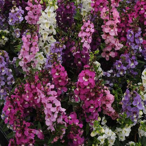A tough perennial, angelonia stands up against summer's heat and humidity with no problem, making it a hearty and colorful addition to any sunny spot. Angelonia Serenita Mix - Flower Seed Mix