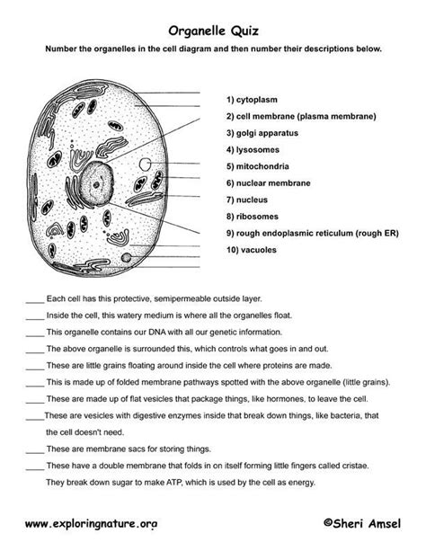 Check spelling or type a new query. Cell Organelle Quiz | Cells worksheet, Cell organelles ...