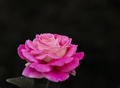 Rose Pinke Blume Kostenloses Foto Auf Pixabay
