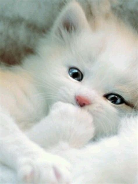 Fluffy White Kitten Cute Overload Pinterest