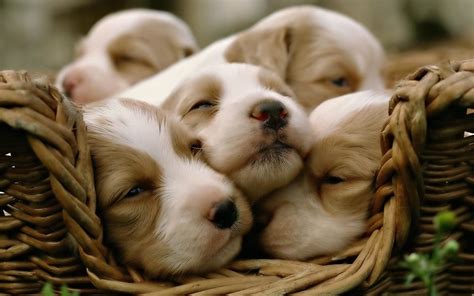 Cute Doggy Wallpapers Wallpaper Cave