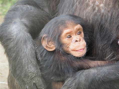 Les Bébés Humains Rient Comme Les Chimpanzés