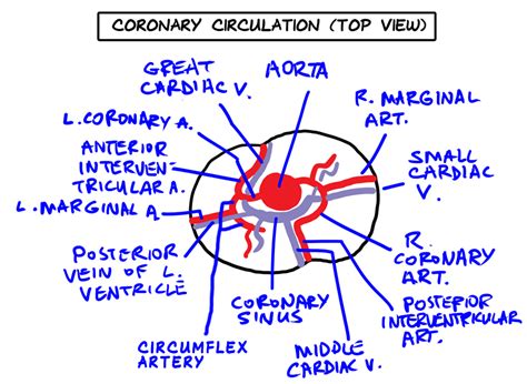 Anatomy Lab Tips & Diagrams - Respiratory Digestive & Cardiovascular
