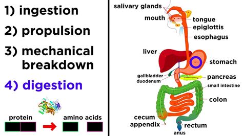 The Digestive System Youtube