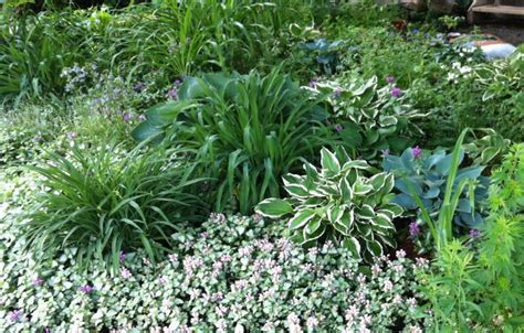 Hostas Daylilies And Shade Tolerant Ground Covers Such As Lamium Grow