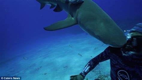 Blind Lemon Shark Headbutts A Divers Face As He Swims Underwater In
