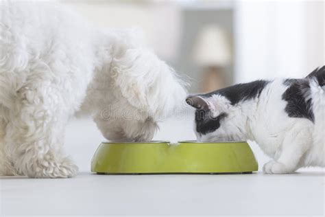 How Do I Stop My Cat Eating Dog Food