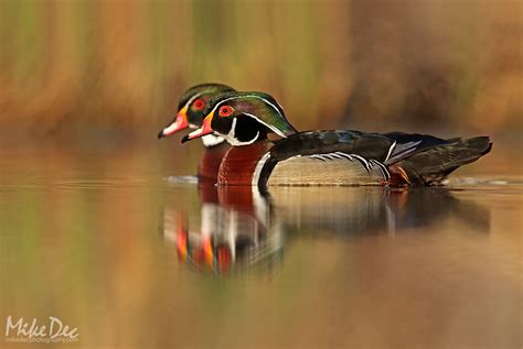 Wood Ducks Two By Two April May 2017 Fm Forums