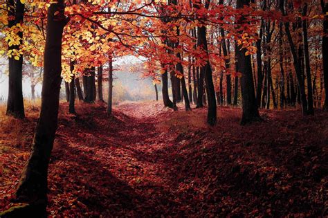 30 Coole And Schöne Desktop Hintergrundbilder Für Den Herbst