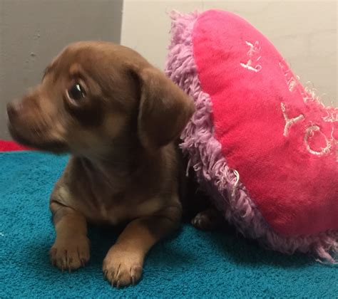 The chiweenie is a cross between the two small dog breeds, so the resulting puppies will also be a small dog breed. Chiweenie Puppies For Sale | Lawrenceville, GA #272799