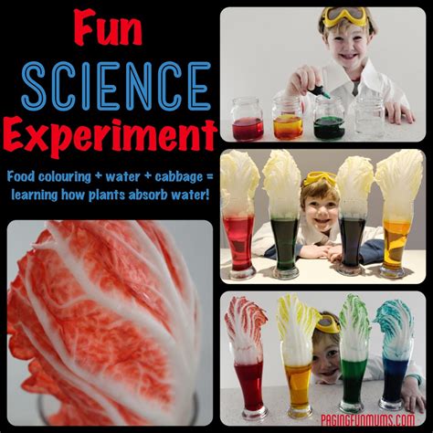 For example, if you spill red wine absorb vs. Fun Science Experiment! - Learning how plants absorb water ...