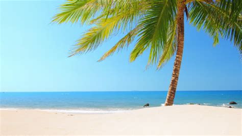 Beautiful Tropical Coast Paradise With Sand Beach Palm Tree And Vivid