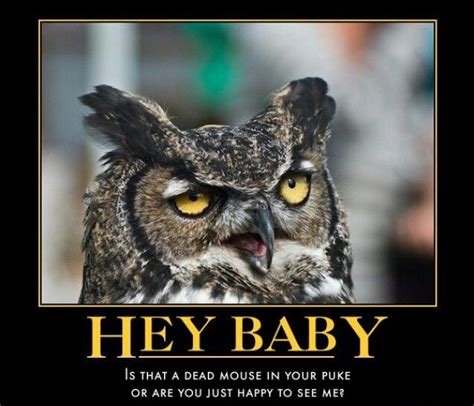 Pin By Kevin Cornell On Owl Memes Funny Animal Pictures Animal