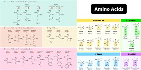 Amino Acids Classification
