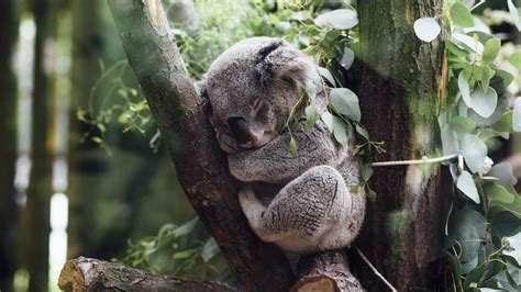 Koala Sleeping In A Tree Uhd 4k Wallpaper Pixelz
