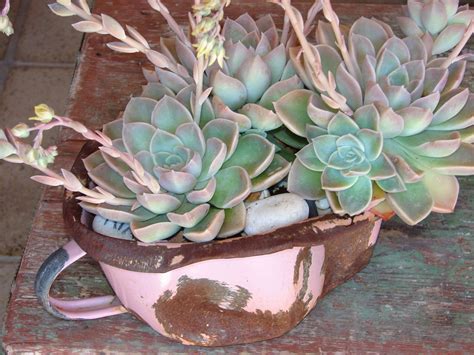 Pink And Green Side Garden Succulents Pink And Green