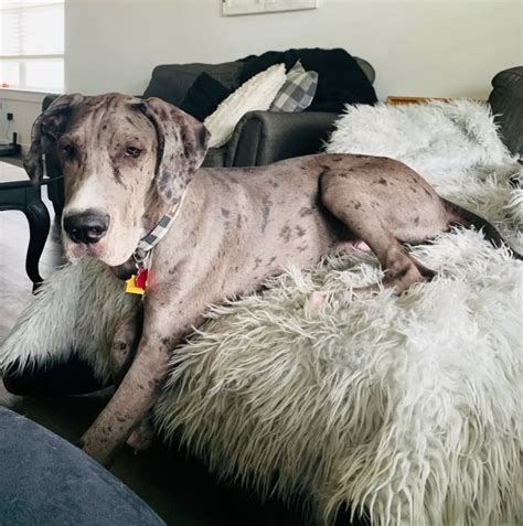 Meet The Tallest Dog In The World Zeus The Great Dane