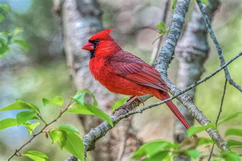 Noyack Cardinal Photograph By Donald Lanham Fine Art America