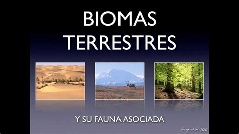 Tipos De Biomas Terrestres Asita