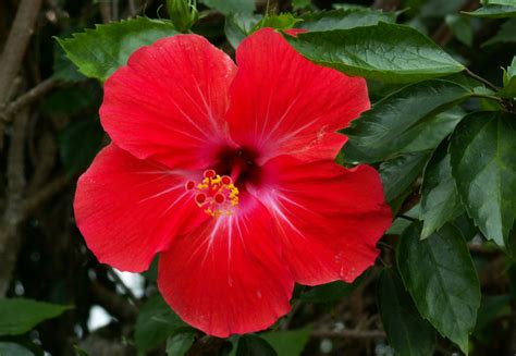 Letak geografis indonesia sangat mendukung tumbuhnya tanaman hias dengan bunga indah dipandang oleh mata. 1001 Khasiat Pokok Bunga Raya Yang Masih Ramai Orang Tak Tahu