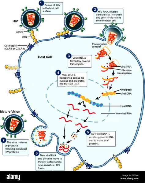 An Illustration Model Of The Hiv Replication Cycle Each Step Of The