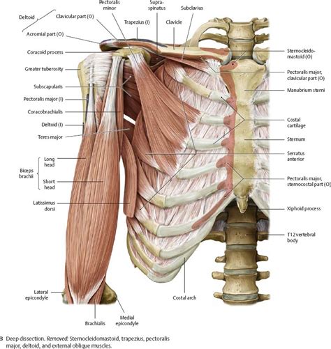 Upper Arm And Shoulder Muscle Anatomy Anterior And Posterior View My