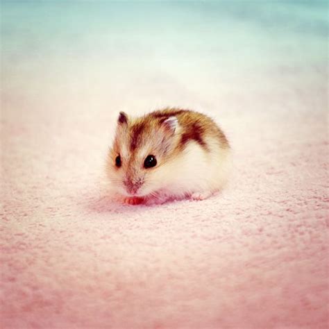 Baby Hamster Looks So Tiny Ifttt2i2wmhm