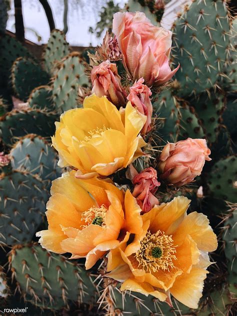 Check spelling or type a new query. Blooming Opuntia Cactus in Arizona, United States | free ...