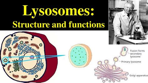 Lysosomes Structure And Functions Of Lysosomes Polymorphism In Lysosomes Primary Lysosomes