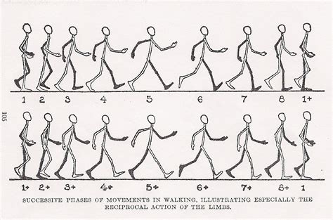 Animation Techniques D WALK CYCLE