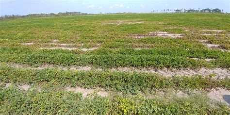 Why Is Nematode Damage Patchy In Crop Fields How Does This Affect