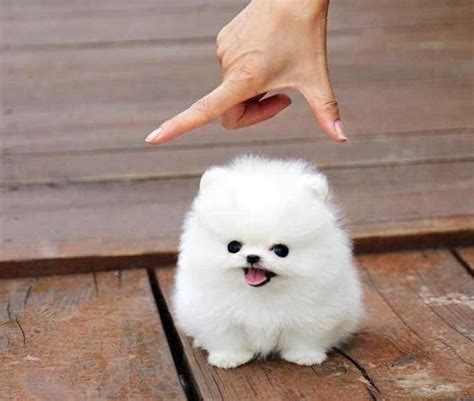 16 Cute Small Dogs That Stay Small Forever Animales Bebé Bonitos