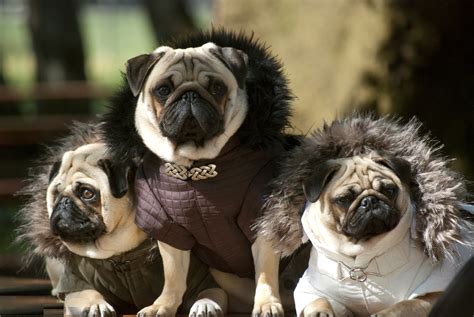 All List Of Different Dogs Breeds Pug Small Dog Breeds