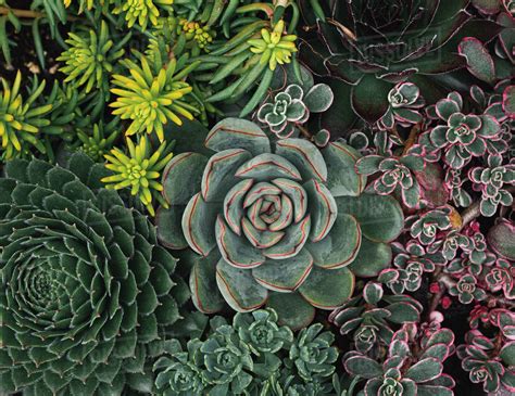 Overhead Shot Of A Variety Of Succulent Cactus Plants Stock Photo