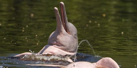 Maybe you would like to learn more about one of these? Amazon Rainforest Animals | What Animals Live in the ...