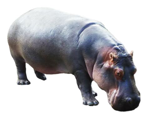 Hippo Png Transparent Background Image For Free Download 7 Png