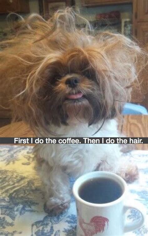 First I Do The Coffee Then I Do The Hair Morning Coffee Humor Dog Funny Badhairday
