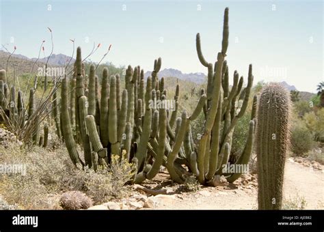 Arizona Usa Sonoran Desert Museum Flora Fauna Cactus Stock Photo