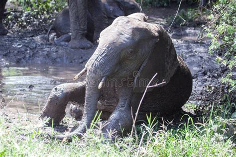 Baby Elephant Taking Mud Bath Stock Image Image Of Close Masai 61376215