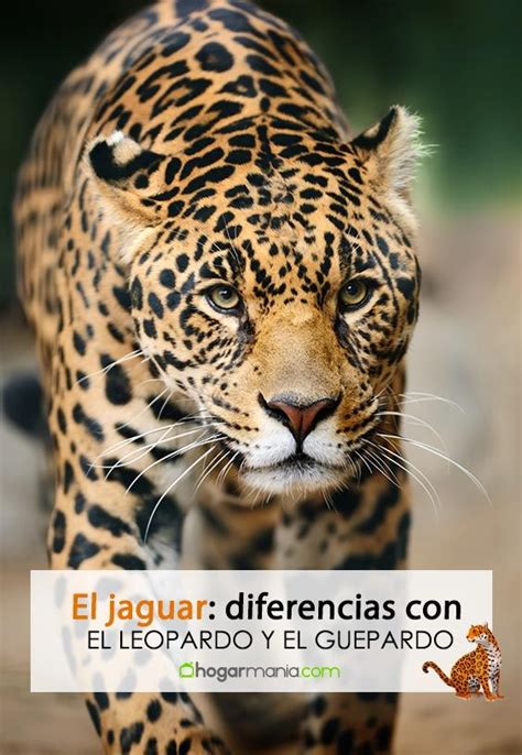 El Jaguar Y Sus Diferencias Con El Leopardo Y El Guepardo Jaguar
