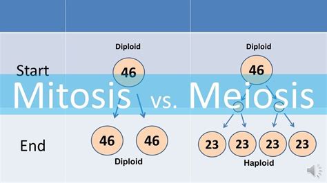 Chapter Mitosis And Meiosis Diagram Quizlet