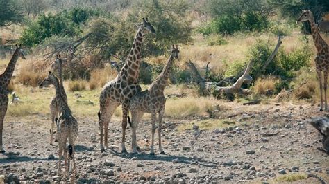 Giraffe Sex Is Even Weirder Than We Thought And It Involves Pee Live