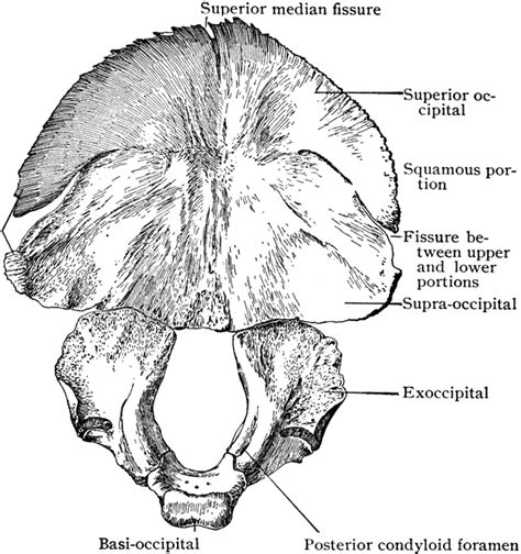 Occipital Bone At Birth Clipart Etc