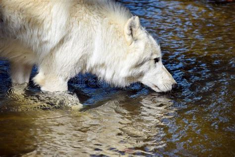 White Wolf Drinking Water Stock Image Image Of Berlin 29416059
